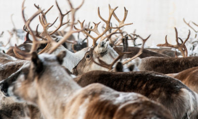 Photo of reindeer