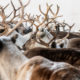 Photo of reindeer