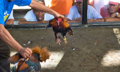 Photo of a cockfight