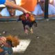 Photo of a cockfight
