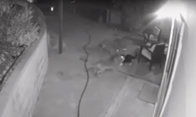 Photo of security camera footage showing a cat fending off three coyotes