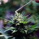 Photo of a hemp plant