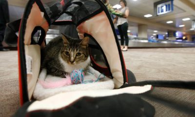 Photo of Oscar the cat sitting in his carry on travel bag