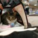 Photo of Oscar the cat sitting in his carry on travel bag
