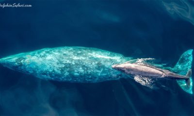 Photo of a baby gray whale with its mother swimming south off the Southern California coast near Dana Point, Calif.