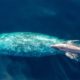 Photo of a baby gray whale with its mother swimming south off the Southern California coast near Dana Point, Calif.