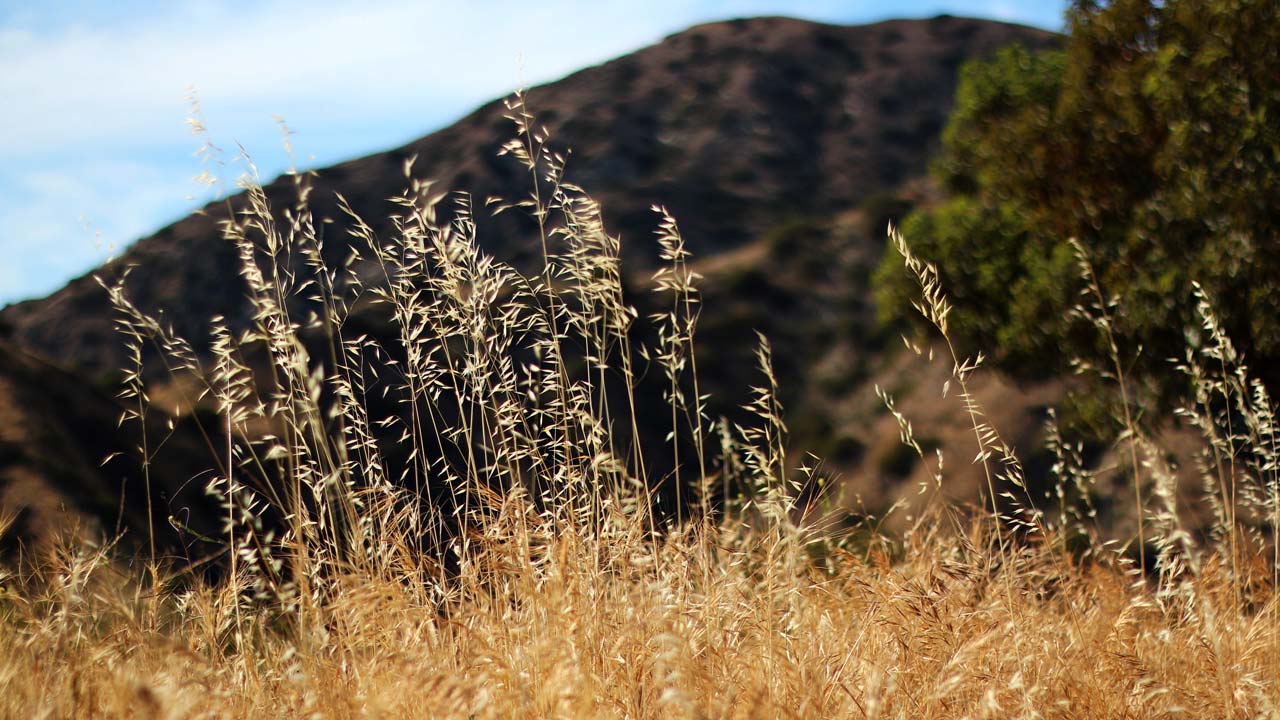 Dry grass in California foothills.