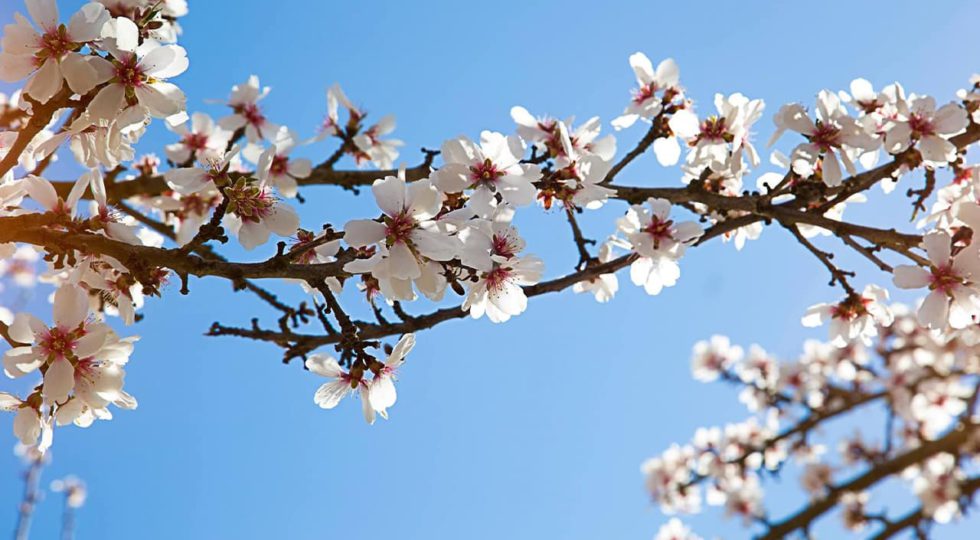 blossoms-1
