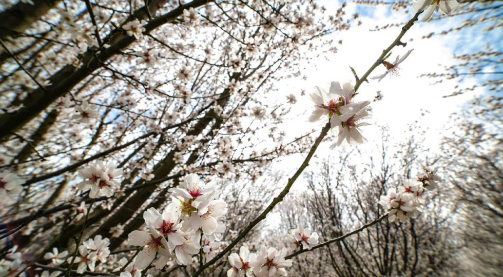 blossoms-2