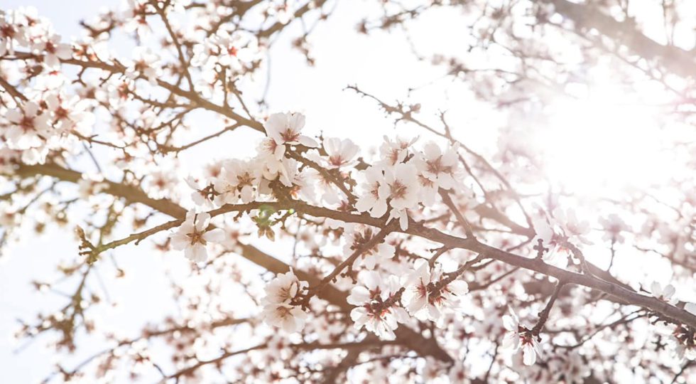 blossoms-3
