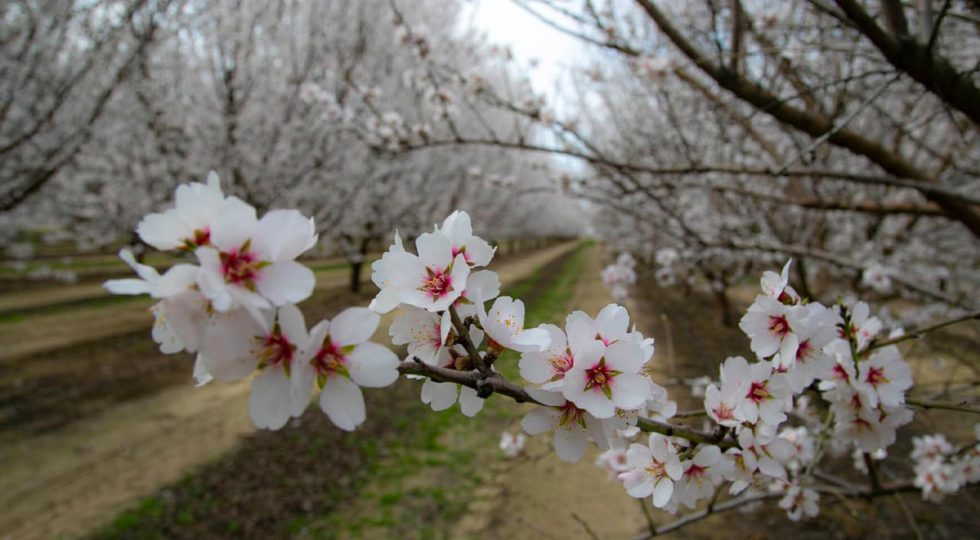 blossoms-4