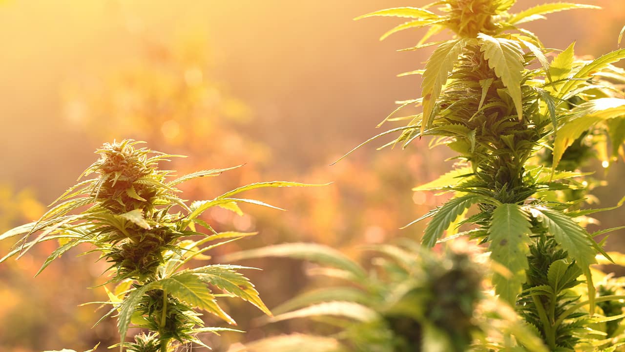 Photo of cannabis