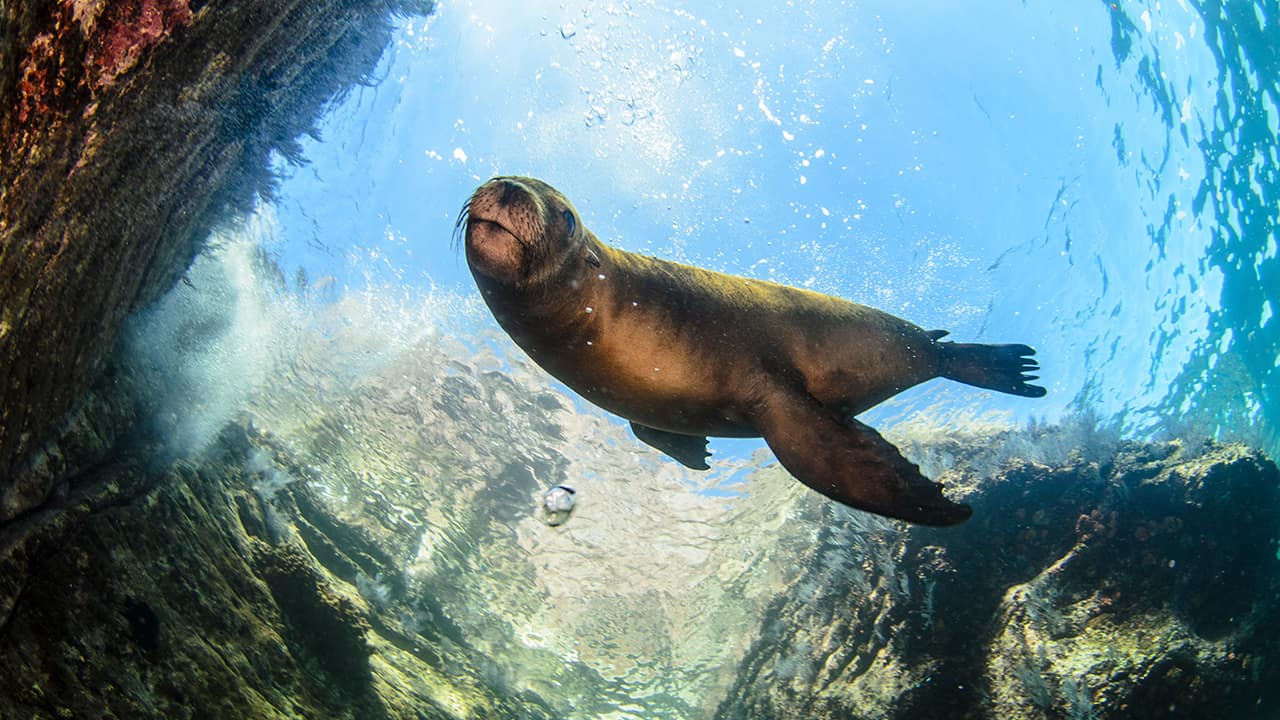 Photo of a sea lion underwater