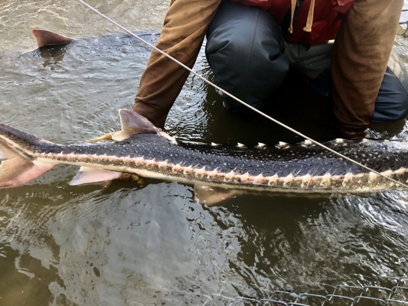 Photo of a rare wild green sturgeon found on the San Joaquin River in April 2020