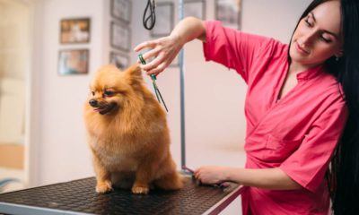 Image of a pet groomer trimming the coat of a small dog