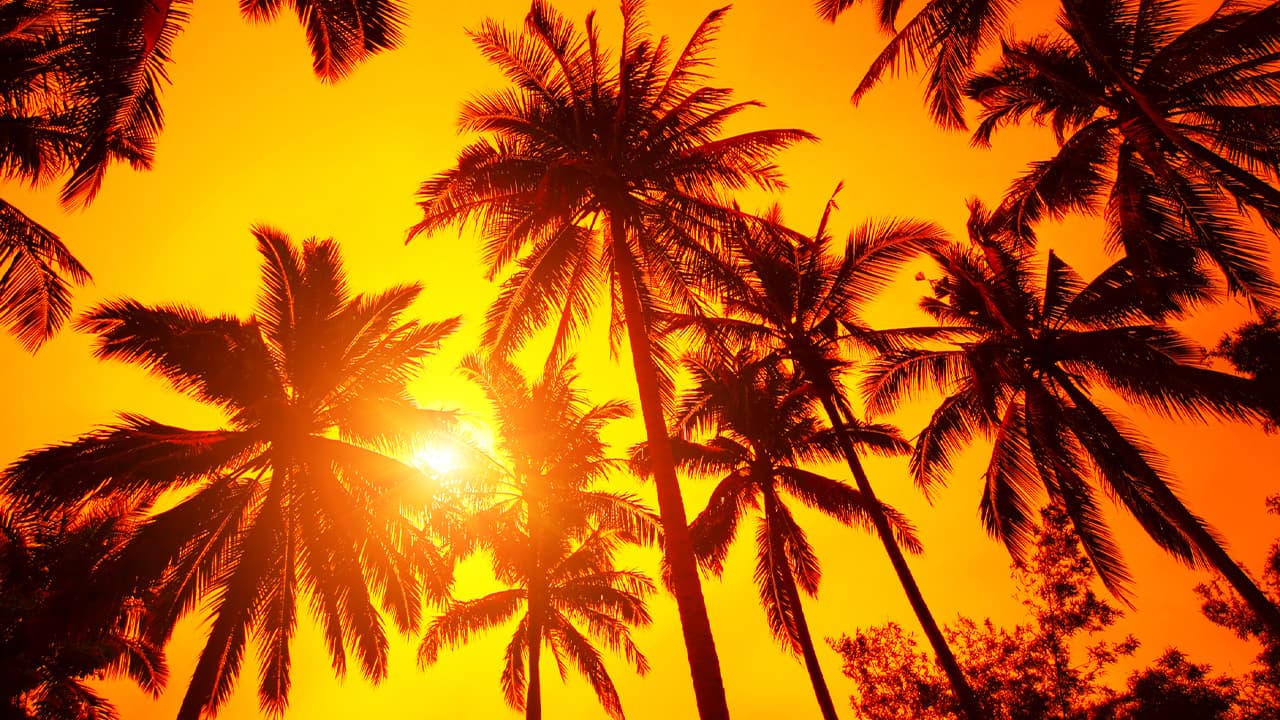 Photo of sun peeking through palm trees symbolizing warm weather