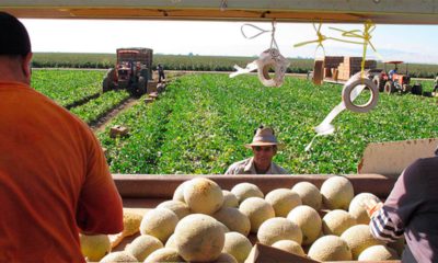 Workers pick and load cantaloupes into a trailer in Firebaugh, California