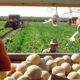 Workers pick and load cantaloupes into a trailer in Firebaugh, California