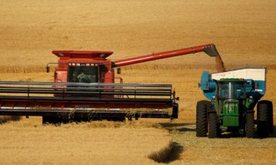 Photo of wheat being harvested