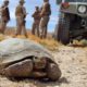 Photo of a a desert tortoise