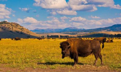 Photo of bison in Yellowstone National Park
