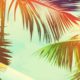 Image of coconut palm trees
